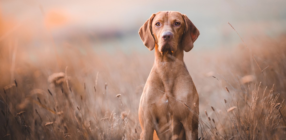 patologie_tiroidee_Cani_husse_italia_2