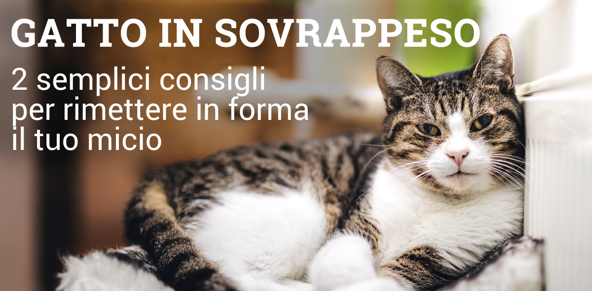 gatto_sovrappeso_banner_1