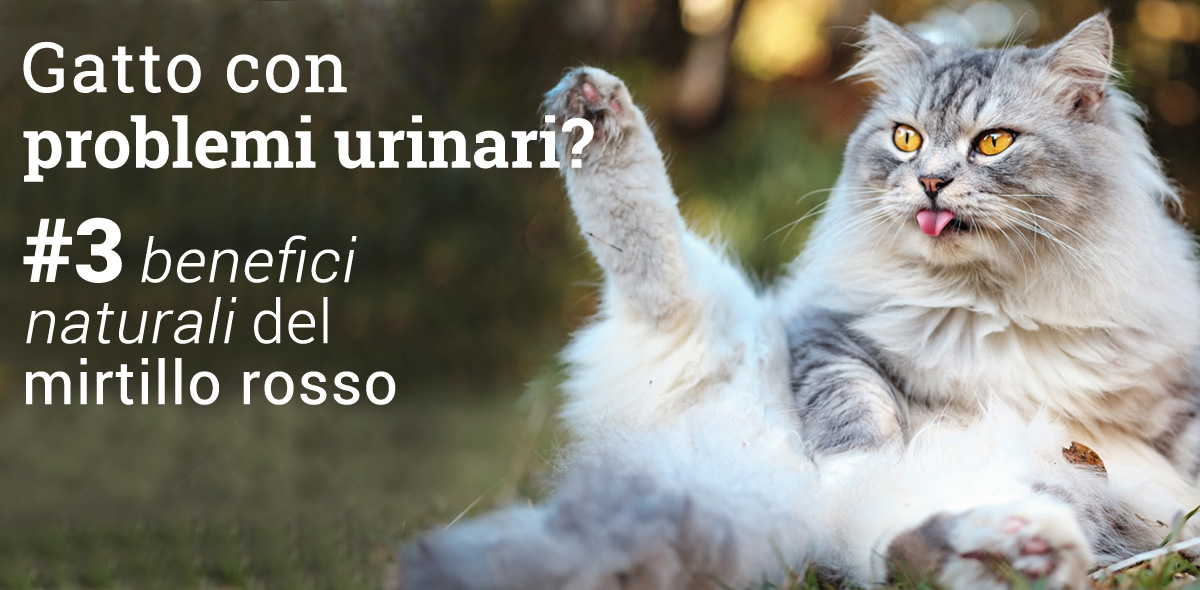 problemi_urinari_gatto_banner