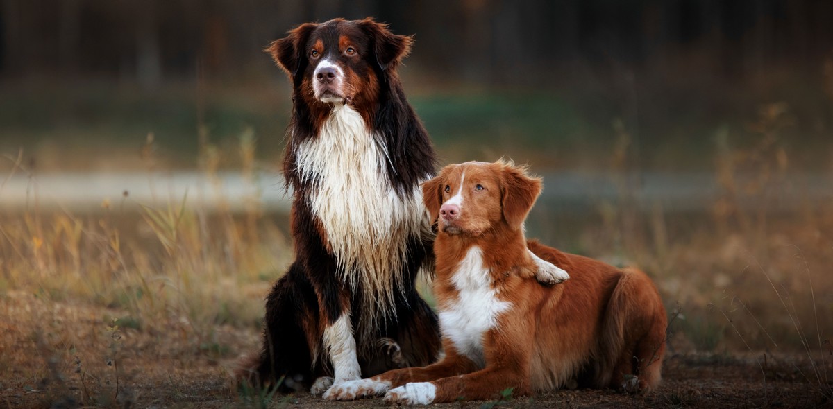 cane_calore_husse_italia_5