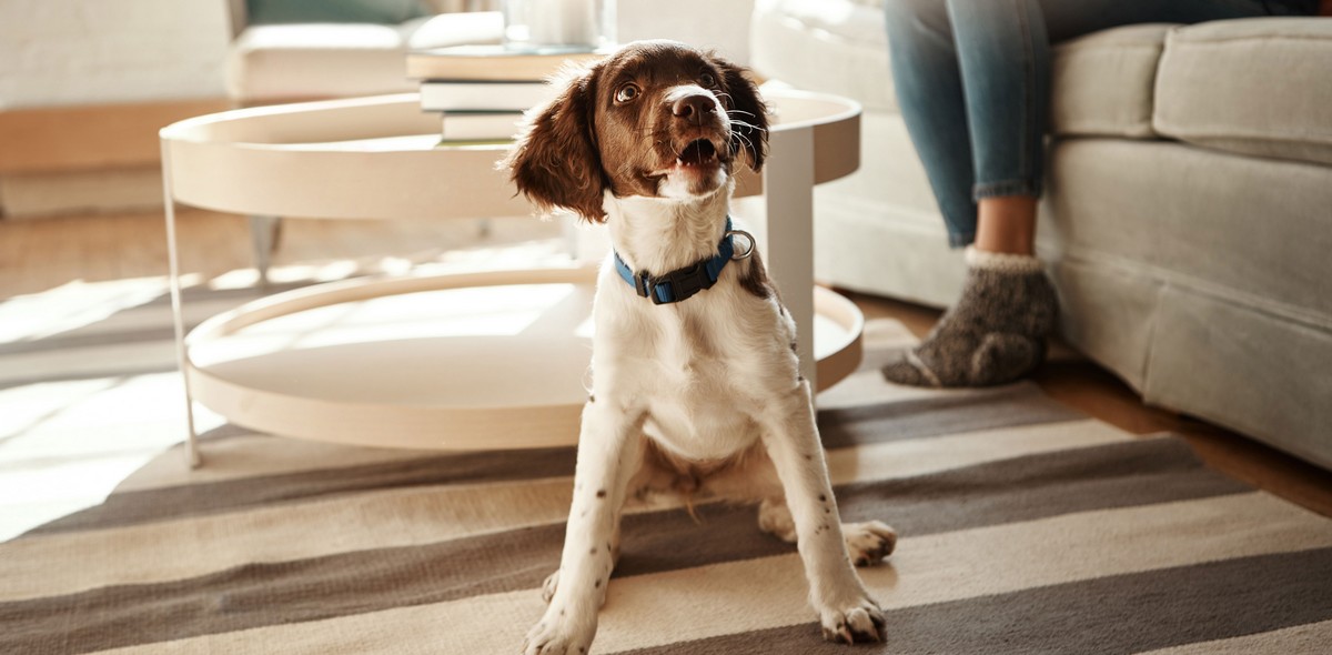 cane_agitato_husse_italia_4