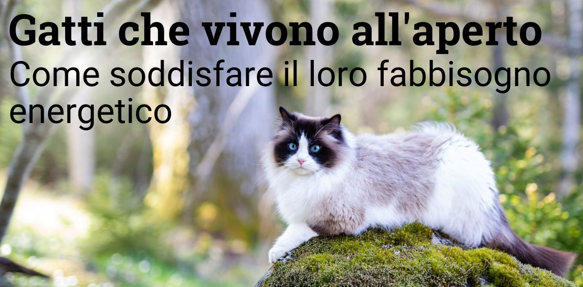Gatti_che_vivono_all_aperto_banner_1