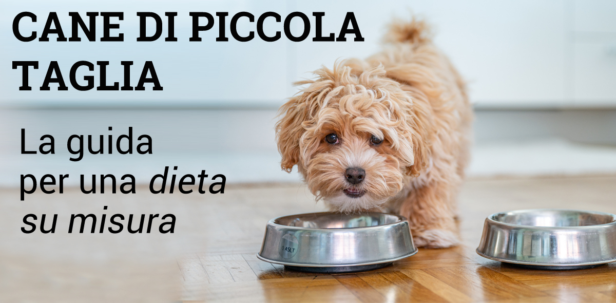 cane_piccola_taglia_BANNER_1