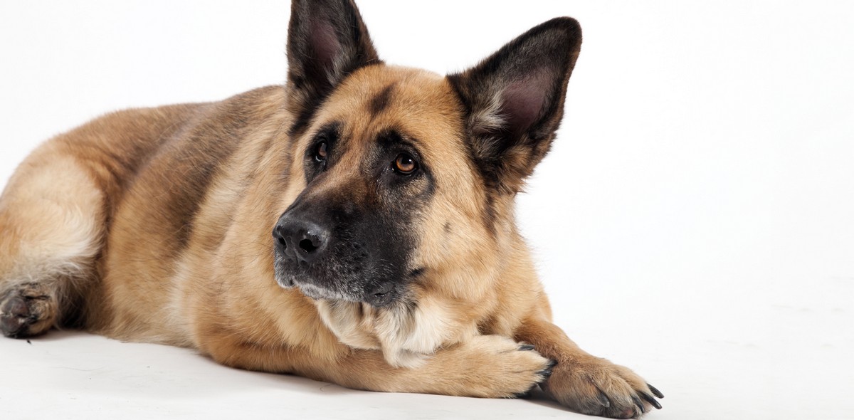 cane_anziano_husse_italia_1