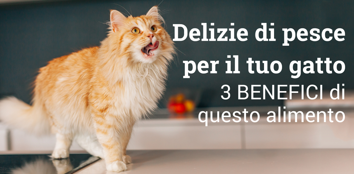 pesce_gatto_banner_1