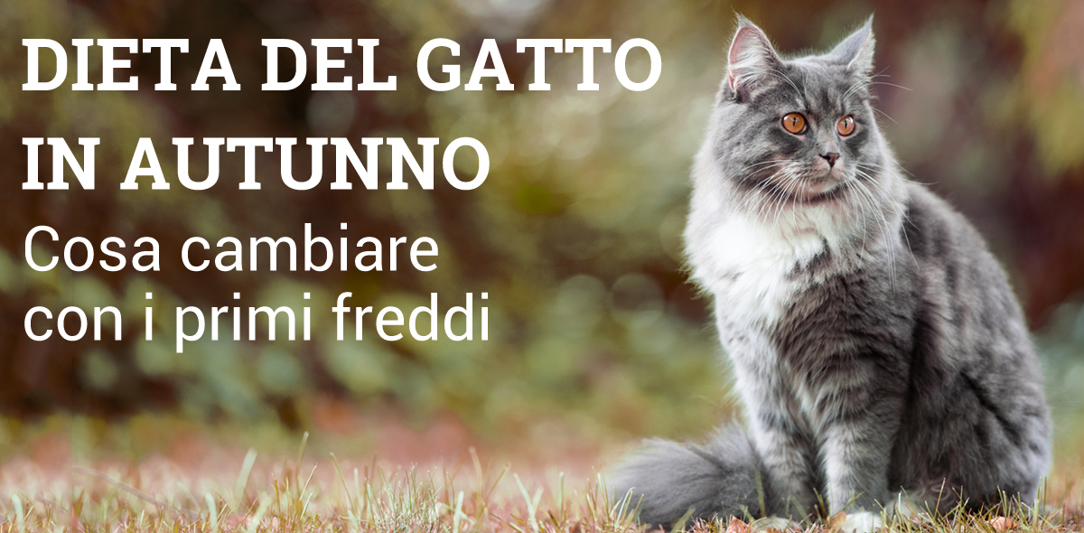 gatto_autunno_banner_1
