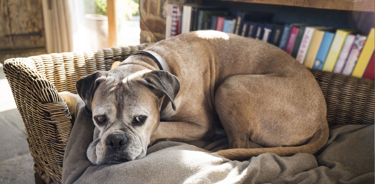 ostruzione_cane_husse_italia_1
