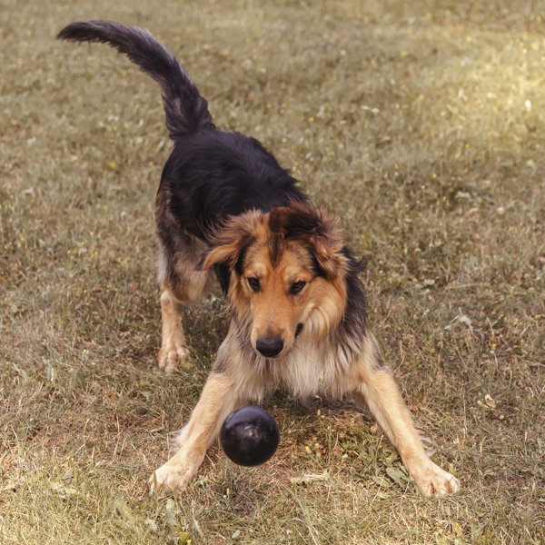 Boll, S | palla in gomma per cani
