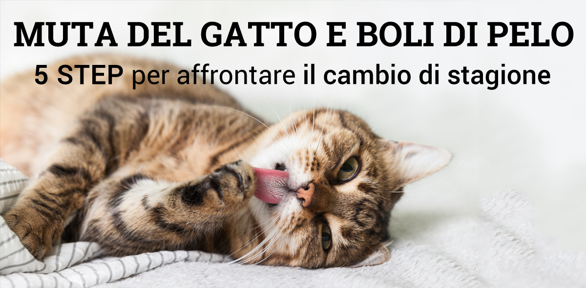 muta_gatto_B_1