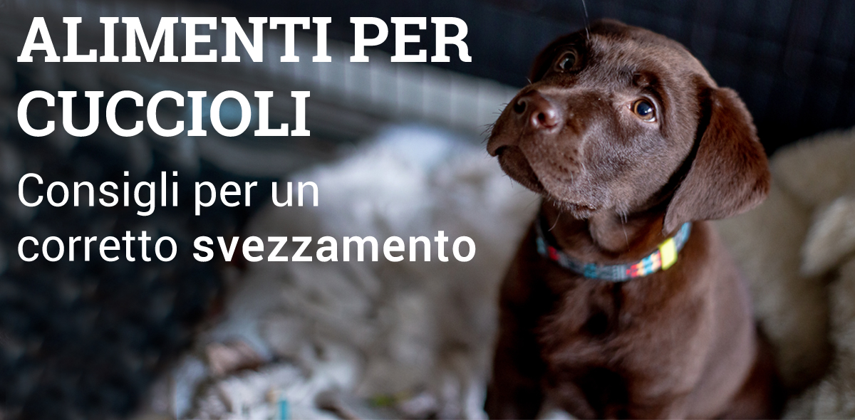 svezzamento_cuccioli_banner_1