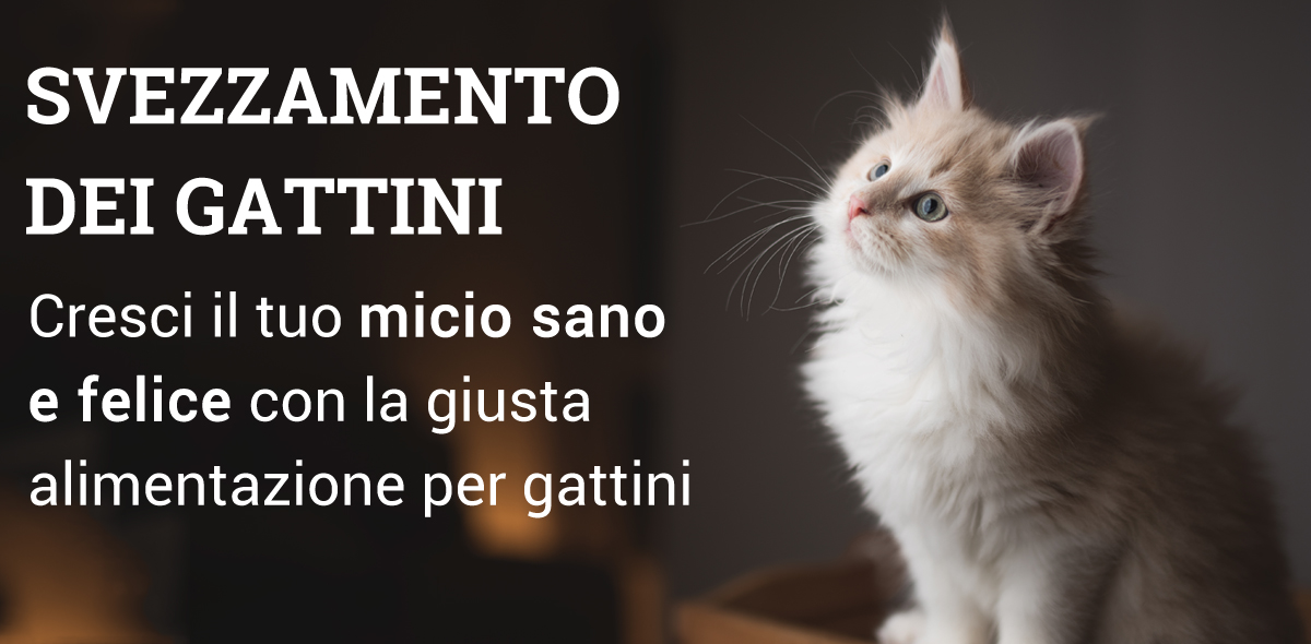 svezzamento_gattini_banner_3