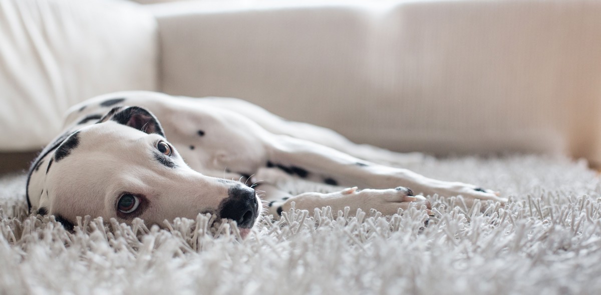 cane_stressato_husse_italia_1