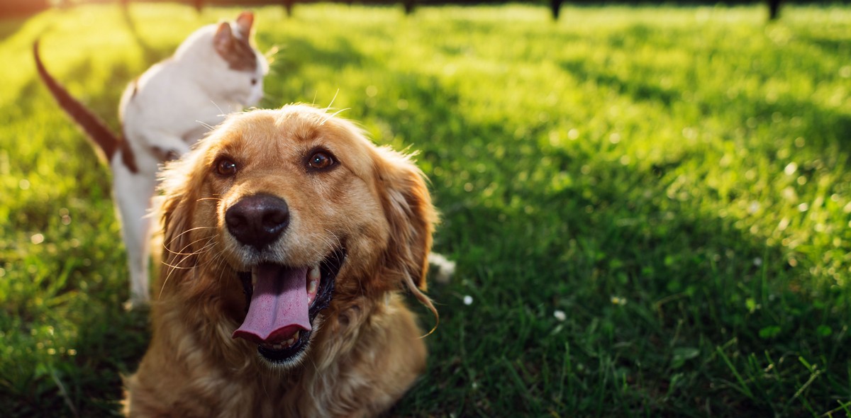 colpo_calore_cani_gatti_husse_italia_1