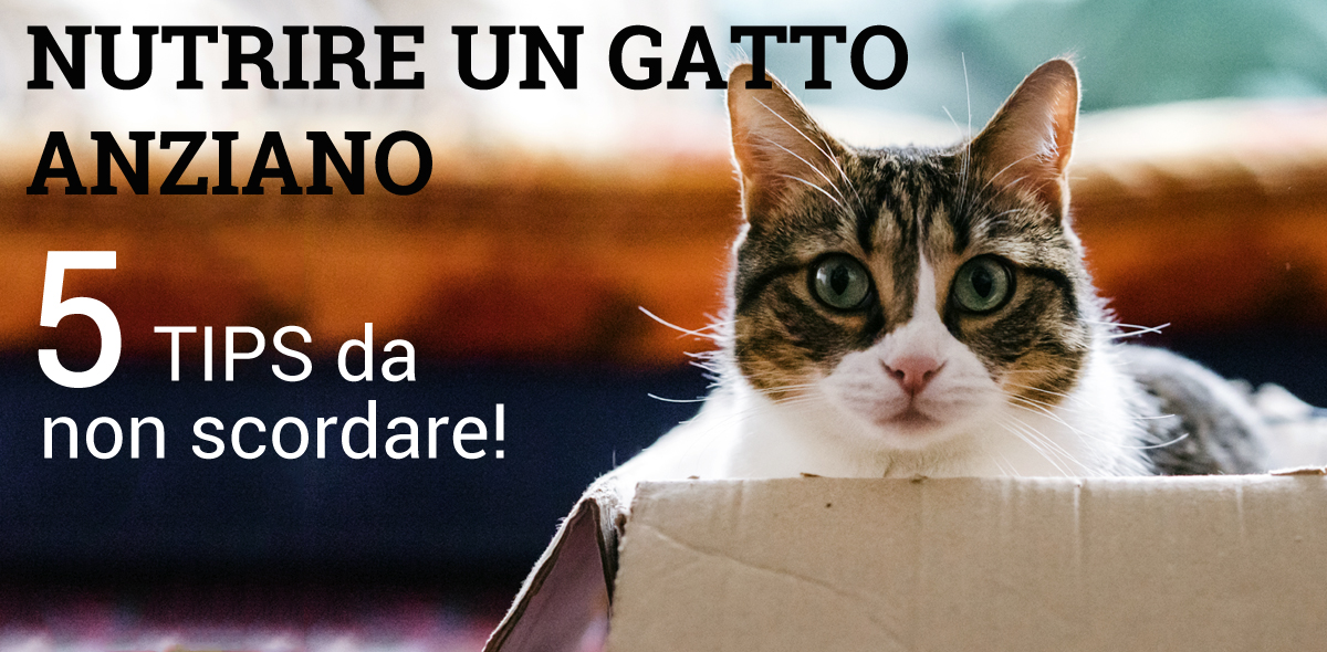 gatto_anziano_BANNER_1