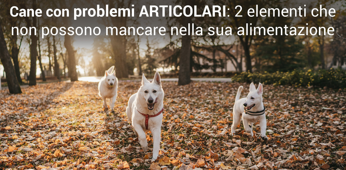 problemi_articolari_vet