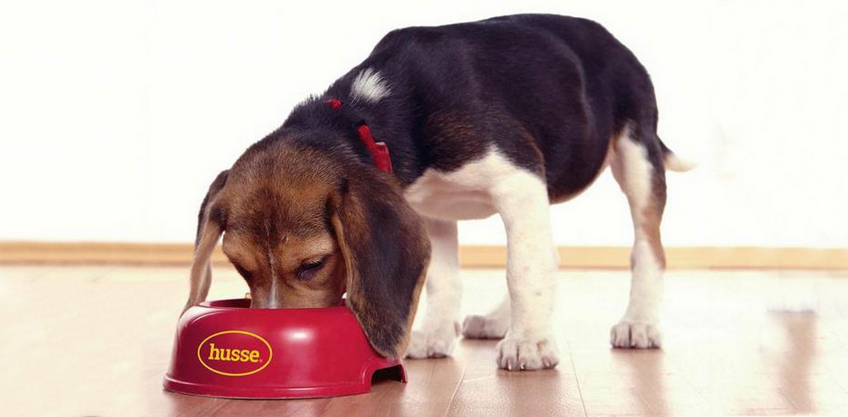 diabete_cani_husse_italia_1