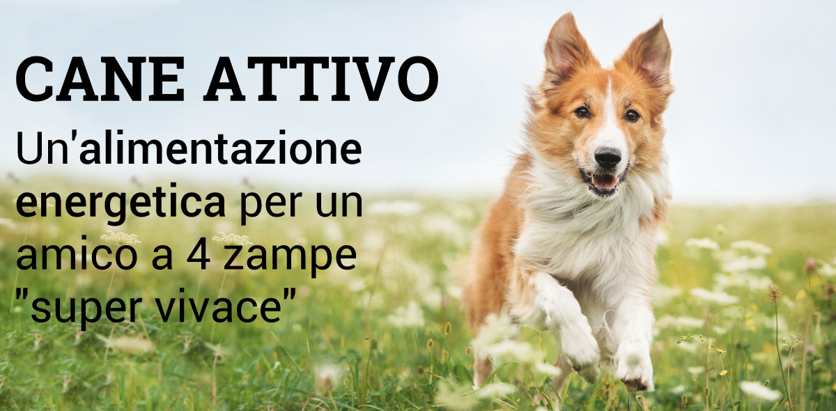 cane_attivo_b_1