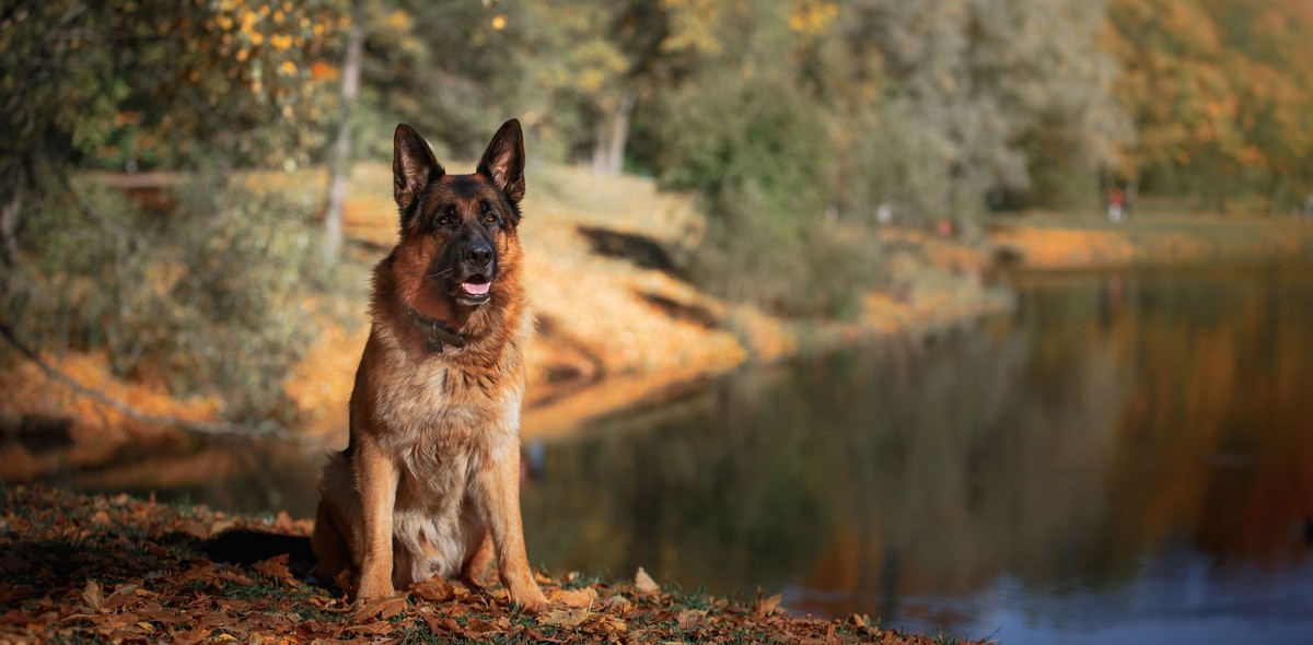 pancreatite_cani_husse_italia_3