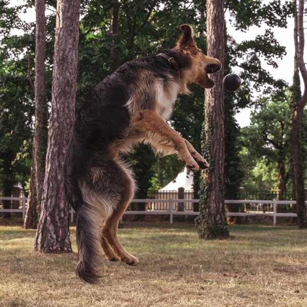 Boll, S | palla in gomma per cani