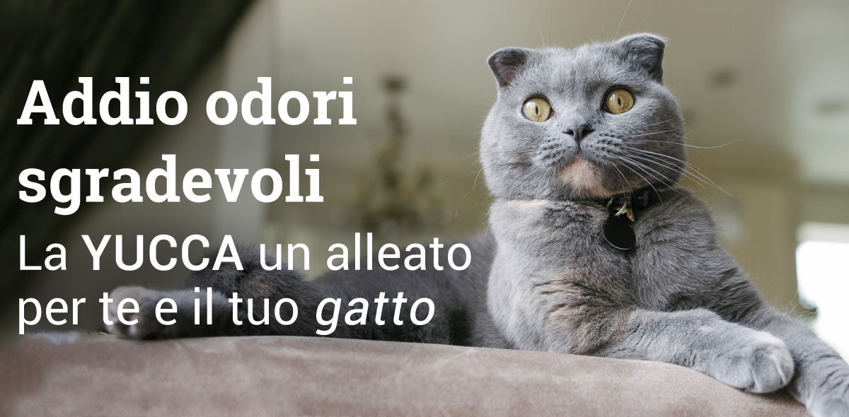 yucca_gatto_banner_1