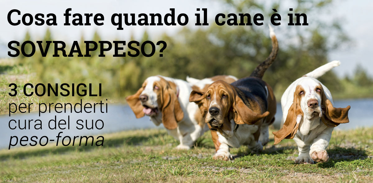 cane_sovrappeso_husse_italia_banner