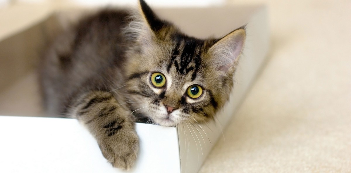 lettiera_gatto_husse_italia_3