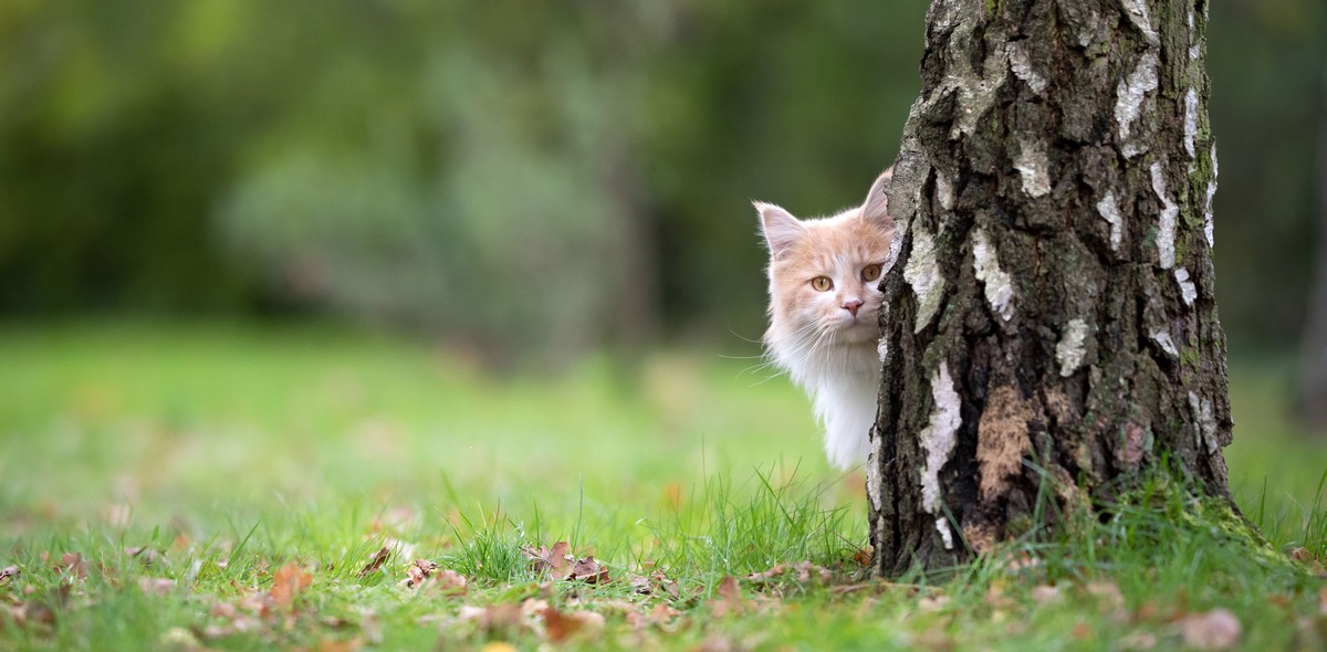 gatto_vacanza_husse_italia_1