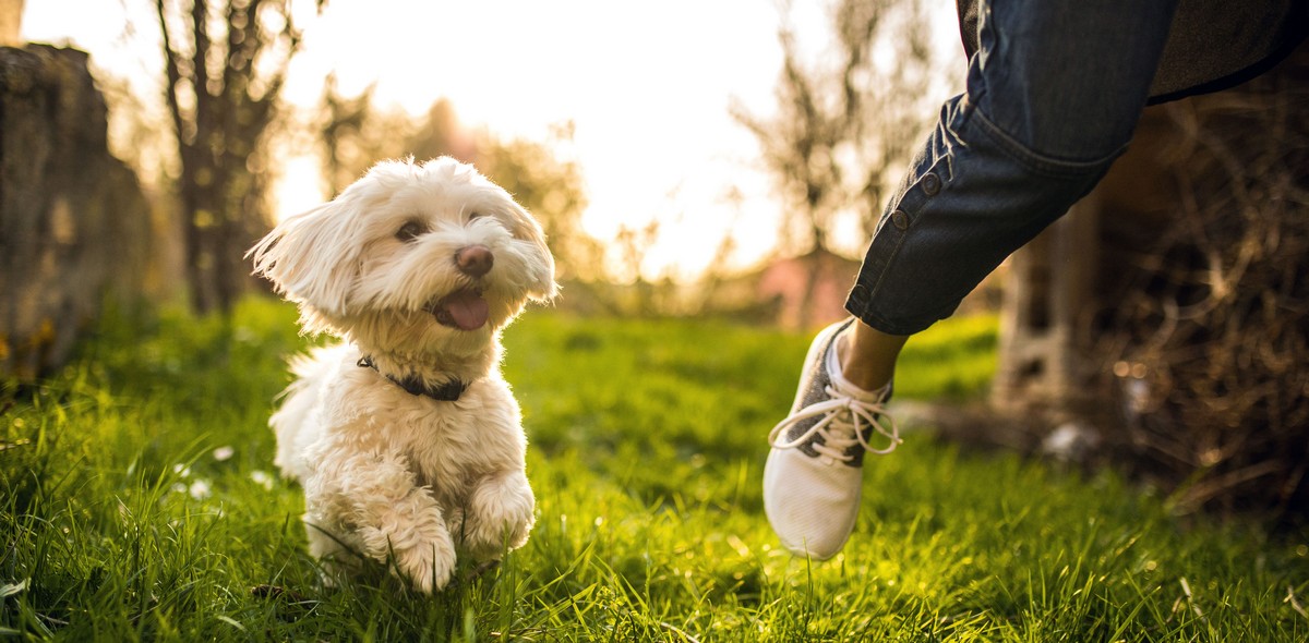 guida_parassiti_cane_husse_italia_3