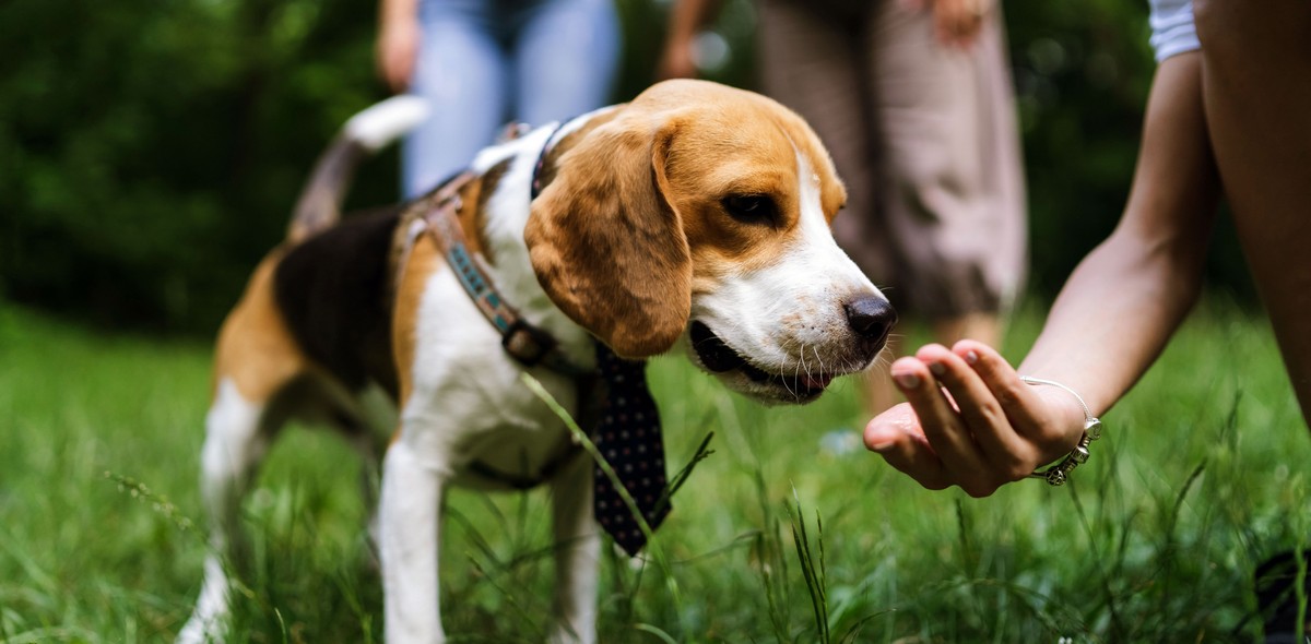 proteggi_pulci_cane_husse_italia_3