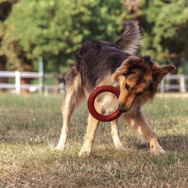 Bitring, L | Gioco ad anello per cani