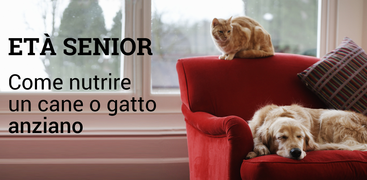 cane_gatto_anziano_banner_V2_1