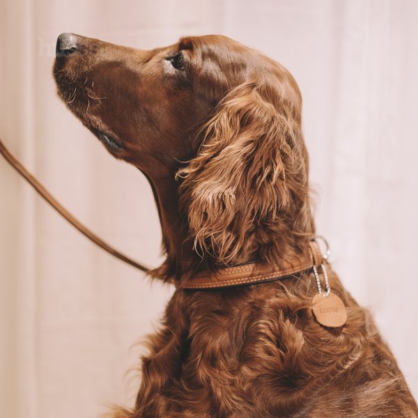 Collare in cuoio per cani, L