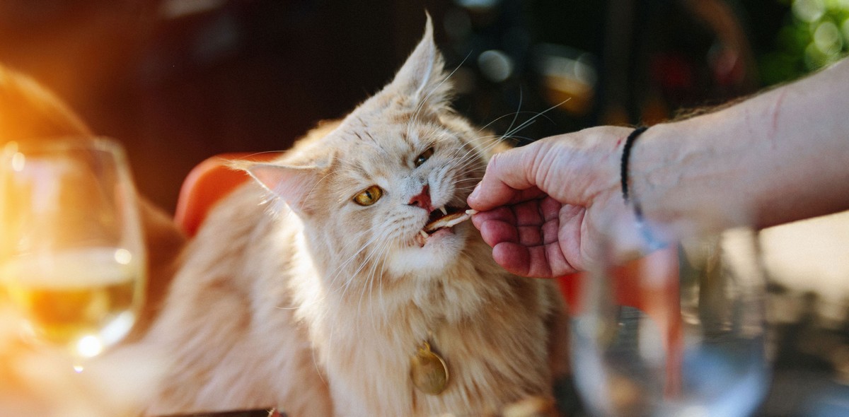 cibo_vietato_gatti_husse_italia_1