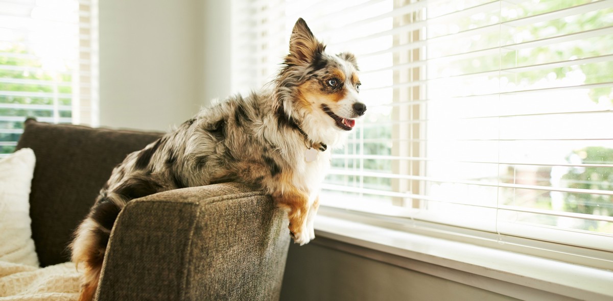 tosse_cane_husse_italia_3