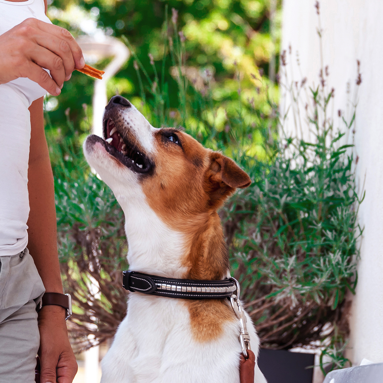 Kycklingfilé, 100 g | Snack essiccato per cani