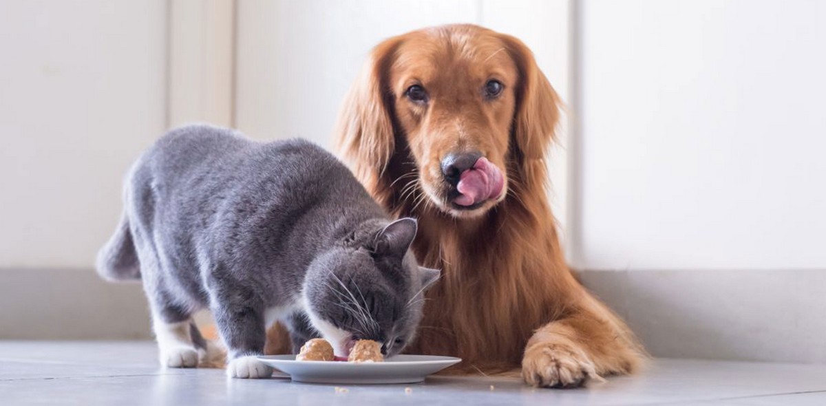 allergie_alimentari_husse_italia_1