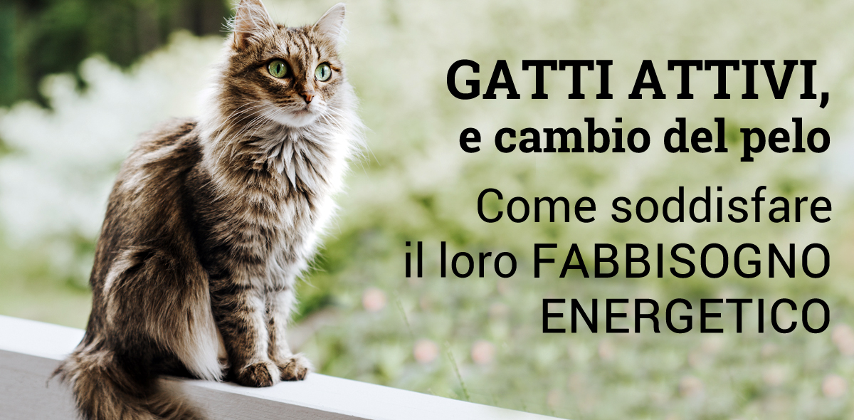 gatti_attivi_banner_3