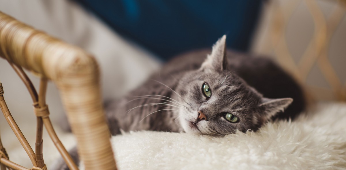 stress_gatto_husse_italia_1