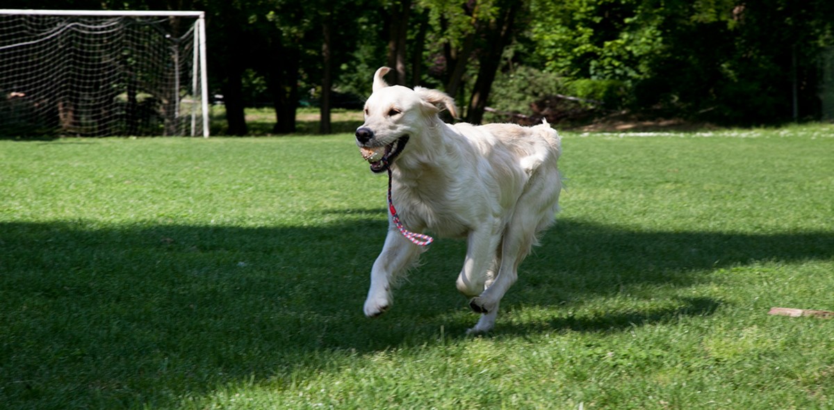 articolazioni_cane_husse_1