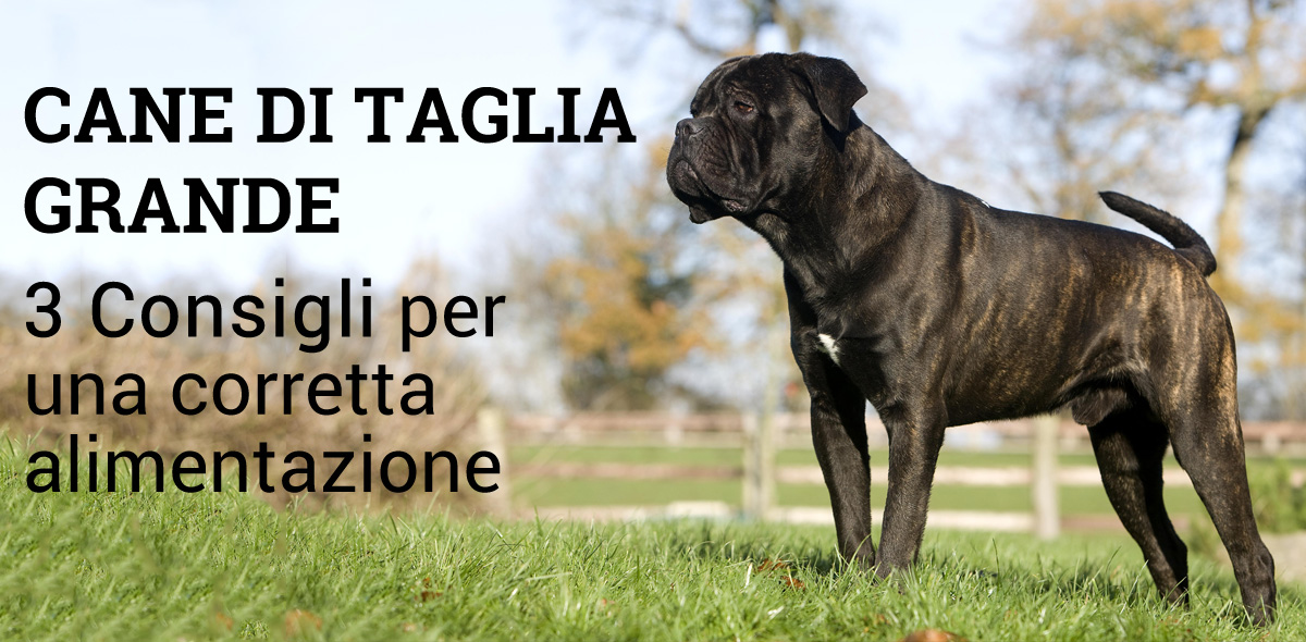 cane_grande_banner_1