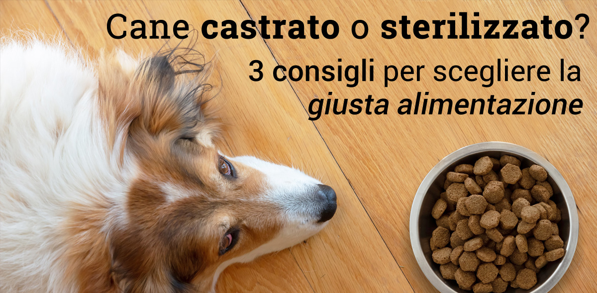 cane_Sterilizzato_banner
