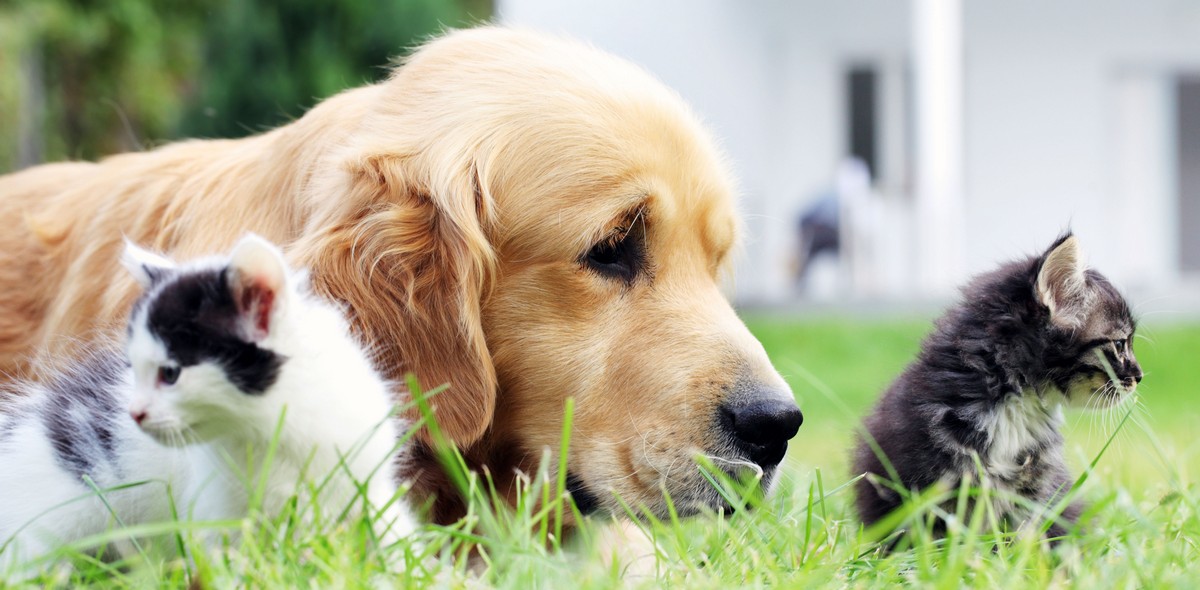 perdita_pelo_stagionale_husse_italia_2