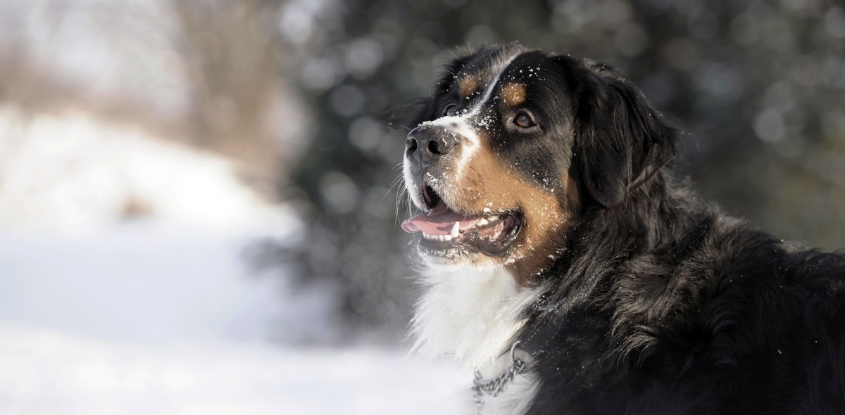 freddo_animali_husse_italia_1