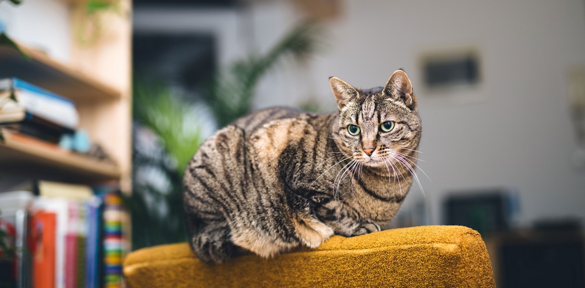 malattie_gatti_husse_italia_1