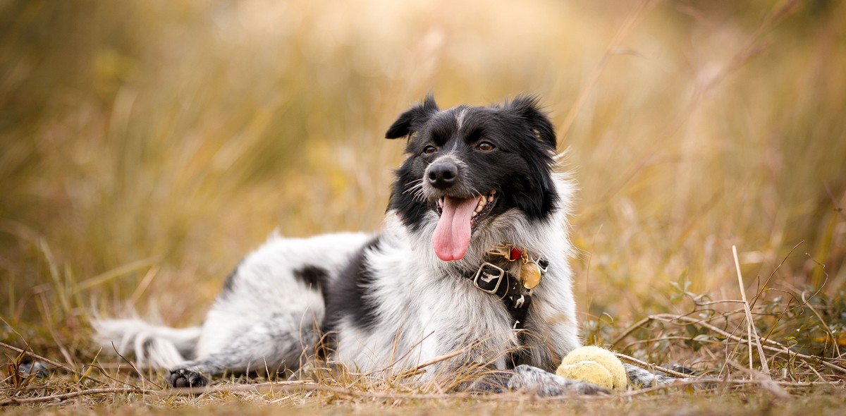 punture_pulci_husse_italia_3