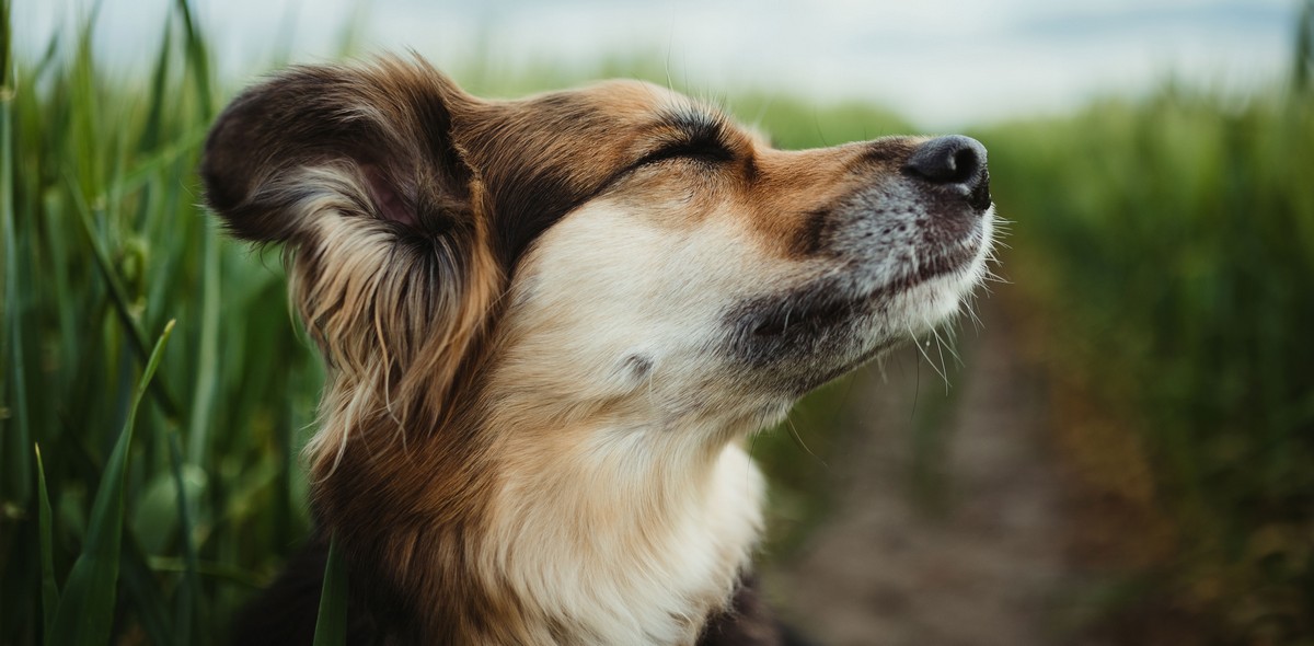 prurito_orecchie_cane_husse_italia_1