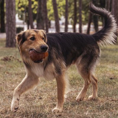 Syssla | Gioco per cani dispenser di snack