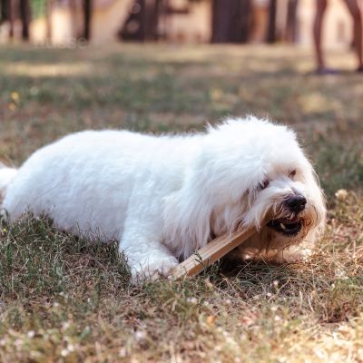 Dental S, 20 pezzi | Barrette da masticare per cani