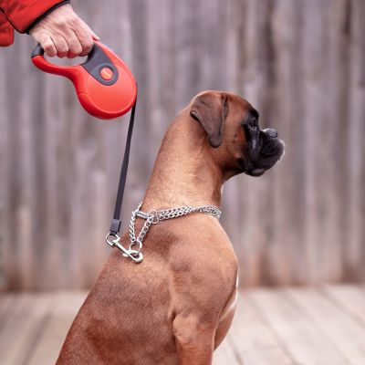 Rulle, 3 m | Guinzaglio retrattile per cani