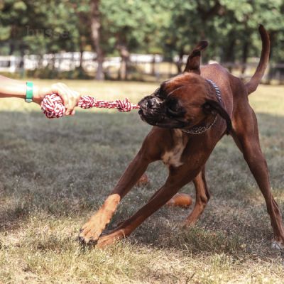 Rep Boll | Gioco in corda per cani